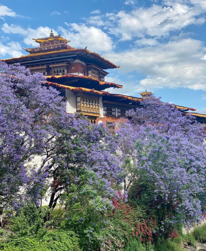 punakha dzong with purple flower